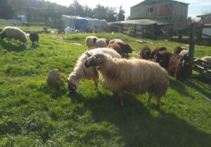 Tuzla Aydınlı Adak Kurbanlık Satış Kesim