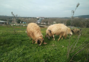 Tuzla Mescit Adak Kurbanlık Satış Kesim