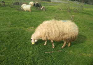 Tuzla istasyon Adak Kurbanlık Satış Kesim