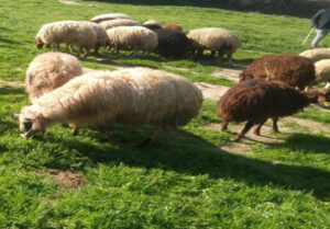 Tuzla Orhanlı Adak Kurbanlık Satış Kesim