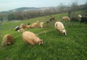 Tuzla Evliya Çelebi Adak Kurbanlık Satış Kesim