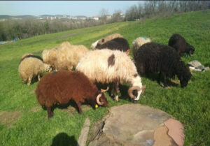 Tuzla Cami Adak Kurbanlık Satış Kesim
