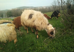 Tuzla Aydıntepe Adak Kurbanlık Satış Kesim