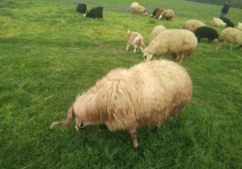 Tuzla Anadolu Adak Kurbanlık Satış Kesim