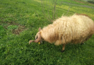 Tuzla Tepeören Adak Kurbanlık Satış Kesim
