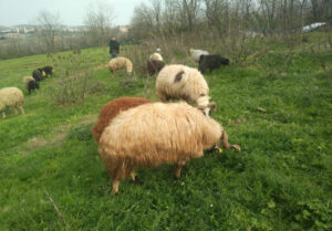 Tuzla Anadolu Adak Kurbanlık Satış Kesim