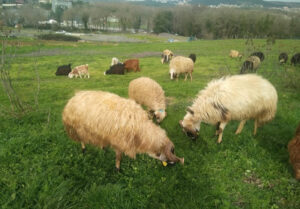 Tuzla Şifa Mahallesi Adak Kurbanlık Satış Kesim