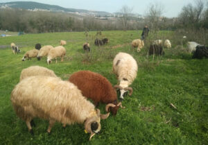 Tuzla Postane Mahalle Adak Kurbanlık Satış Kesim