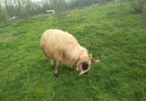 Tuzla Adak Kurbanlık Satış Kesim