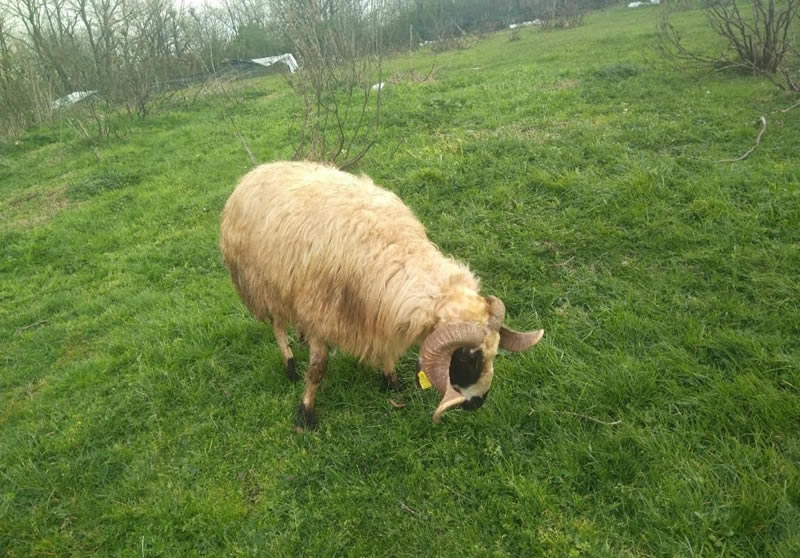 Tuzla Aydınlı Adak Kurbanlık Satış Kesim