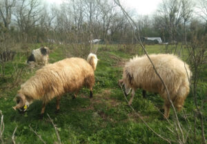 Tuzla Yayla Mahallesi Adak Kurbanlık Satış Kesim